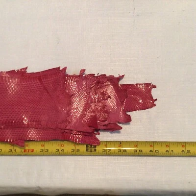 Serpiente genuina, LIGUERO COMÚN serpiente fucsia, serpiente real 2 pieles de serpiente por pedido Foto 1 de 4