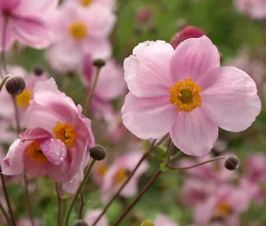 ANEMONE PINK SAUCER Anemone Hupehensis - 100 Bulk Seeds - Picture 1 of 1