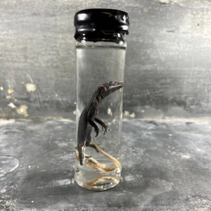 Spécimen humide de reptile préservé dans de l’alcool, cabinet de curiosités - Picture 1 of 11