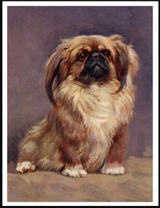 PEKINGESE SEATED DOG LOVELY VINTAGE STYLE DOG ART PRINT POSTER - Picture 1 of 1