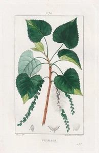 Poplar Poplar Poplar Botanical Tree Turpin Engraving - Picture 1 of 1