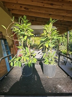 XXL TOWER Hoya Pubicalyx Splash Tropical Houseplant wax Plant 37" - Image 1 of 4