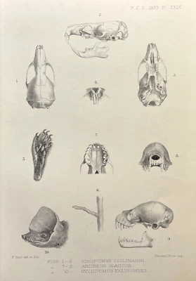 Placa de ilustración zoológica antigua impresión anatomía huesos calavera murciélago rata 1893 Foto 1 de 4