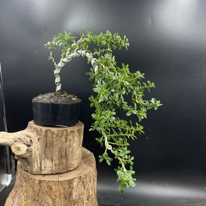  Ceanothus Blue bonsai tree - Picture 1 of 15