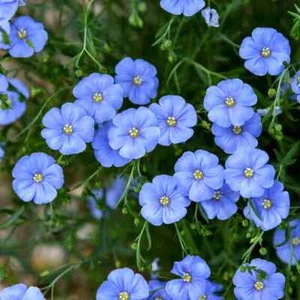 Blue Perennial flax Linum perenne 2000 seeds + FREE REUSABLE PLANT LABEL - Picture 1 of 1