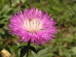 2,000 CENTAUREA DEALBATA Seeds (Persian Cornflower) | NON-GMO | Free shipping - Picture 1 of 3