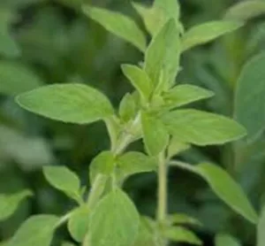 OREGANO ‘HOT N SPICY’ Origanum vulgare culinary edible herb in 100mm pot - Picture 1 of 2