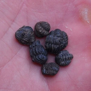 6pcs 8-12mm smal Trilobite Acastoides Devonian Trilobiten lot Arthropods 1069 - Picture 1 of 5