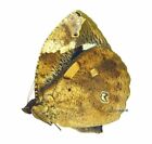 Unmounted Butterfly / Nymphalidae - Dynastor darius stygianus, male, 50-54mm