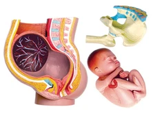 Human Anatomy Teaching Model Pregnant Womb Pelvis Medical Instruction Education