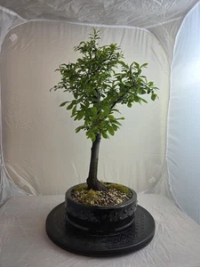 Blackthorn (Prunus spinosa) Flowering Bonsai Tree in 20cm Pot - Picture 1 of 6