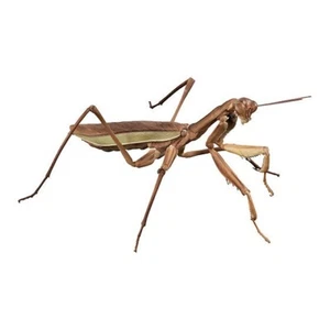 Bandai Gashapon Actionfigur ADVANCE Chinese Mantis braun 16 cm Japan - Bild 1 von 6