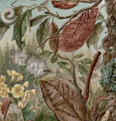 MIMETISMO DE INSECTOS - Camuflaje y adaptación escena forestal 1883 grabado antiguo Foto 1 de 2