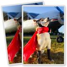 2 x Vinyl Stickers 7x10cm - Akita Pilot Dog Plane Hero  #12470