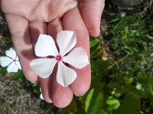 ORGANIC VINCA. WHITE  PINK ORCHID EYE 5 CUTTINGS 6" - Picture 1 of 2