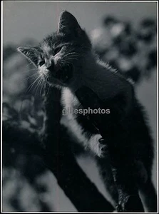 Francisco Ferenc Aszmann c. 1940 - Le Chat - DIV 2012 - Picture 1 of 2