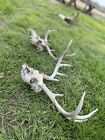 2- 8 point deer skulls