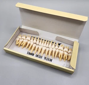 Dental Model Pro B3-305(32S) Kilgore International Model 305 Dental Nissin - Picture 1 of 6