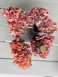 Echeveria Blue Curls Crested 80mm Pots - Picture 1 of 1