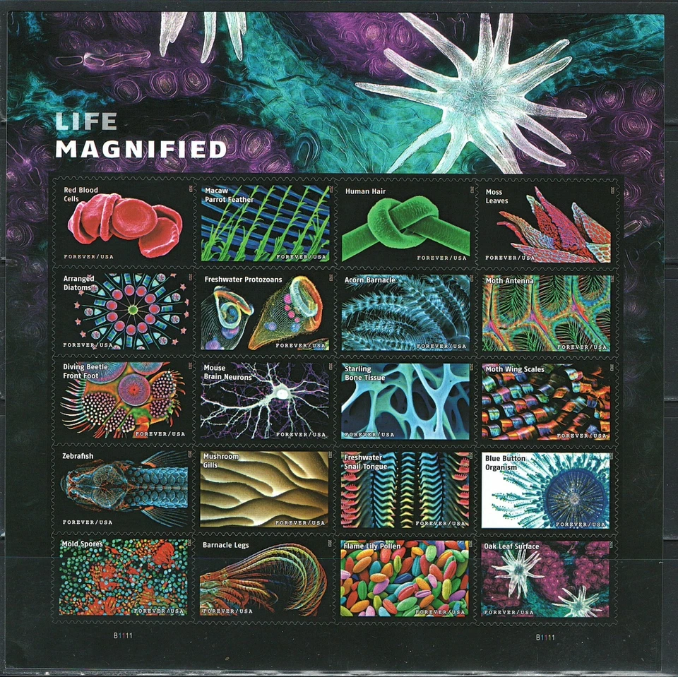 Mint US Life Magnified Pane of 20 Forever Stamps Scott# 5802 (MNH) - Image 1 of 1