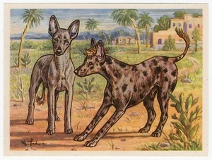 African Hairless1952 Dog Art Print Austria Tobacco Company Kamerad Hund Card - Picture 1 of 1