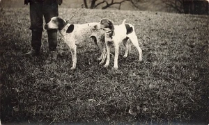 Cartolina LP39 Cani da caccia segugi puntatori inglesi RPPC 1910 - Foto 1 di 2