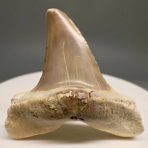 Uncommon 1.52" Fossil Isurus retroflexus - Longfin MAKO Shark Tooth - Peru - Picture 1 of 4
