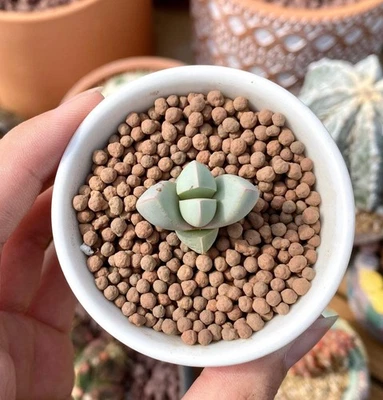 1AM SUCCULENTS Rare Succulents - Lapidaria Margaretae (0.6"-0.8")