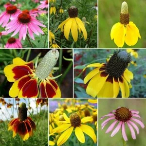 Coneflower CONEHEAD Mix Echinacea 90% Perennials Finches Love Seeds! 500+ Seeds - Picture 1 of 12