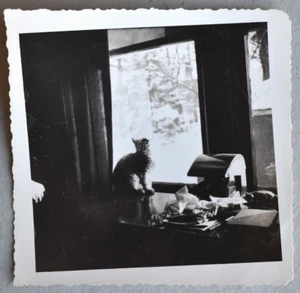 CAT Silhouette on Table Stark Contrast ~ Vintage 1960's B/W Snapshot PHOTO - Picture 1 of 2
