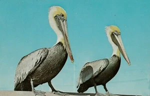 Postkarte Zwei Pelikane Bemerkenswerte Vögel - ihre Scheine halten mehr als ihren Bauch - Bild 1 von 3