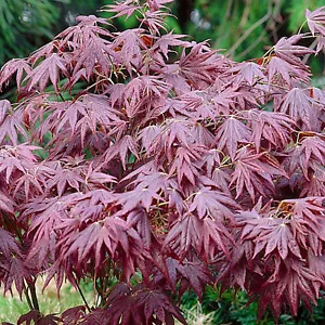 Acer palmatum 'Atropurpureum' | Japanese Maple Deciduous Garden Plant In Pot - Picture 1 of 24