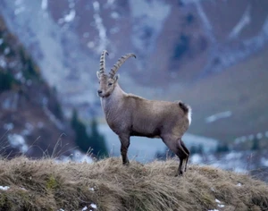 Wild Alpine Ibex Mountain Goat 8x10 Photograph Print 8"x10" - Picture 1 of 3