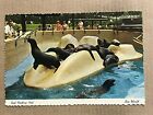 Postcard Sea World Orlando FL Florida Seal Feeding Pool Vintage PC