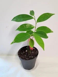 SOURSOP TREE Guanábana 4'' Tropical Fruit Tree In Pot - Picture 1 of 8