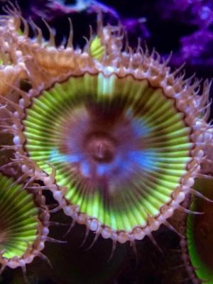 Live Rare Grandis Marble Paly Frag Coral Marine Reef Saltwater