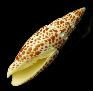 FS Mitra papalis 118 mm MITROIDEA (Linnaeus, C., 1758) - Bild 1 von 4