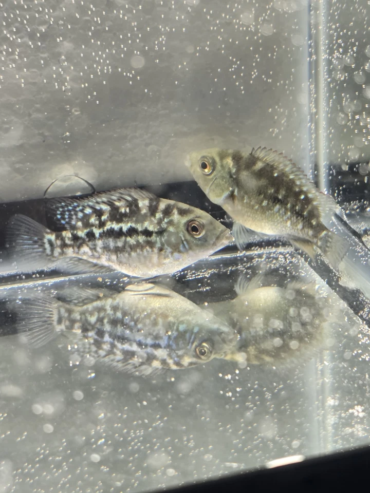 SUPER RED TEXAS CICHLID 3.5 INCH Black Friday only Ship Dec 8th.  - Image 1 of 4