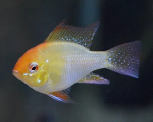 6 Gold Rams Cichlids US Bred NOT IMPORTED - Picture 1 of 12