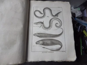 PANCKOUCKE  ICHTCHYOLOGIE POISSONS  GRAVURE ORIGINALE DE  1788    22 X 31 Cms - Imagen 1 de 1