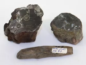legno fossile, terziario, oligocene, fossa fedeltà, Helmstedt, Germania -k932 - Foto 1 di 10