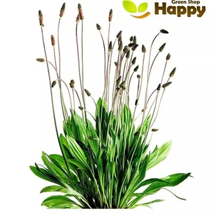 ENGLISH PLANTAIN - 850 SEEDS - Plantago lanceolata - PERENNIAL HERB FLOWER - Picture 1 of 4