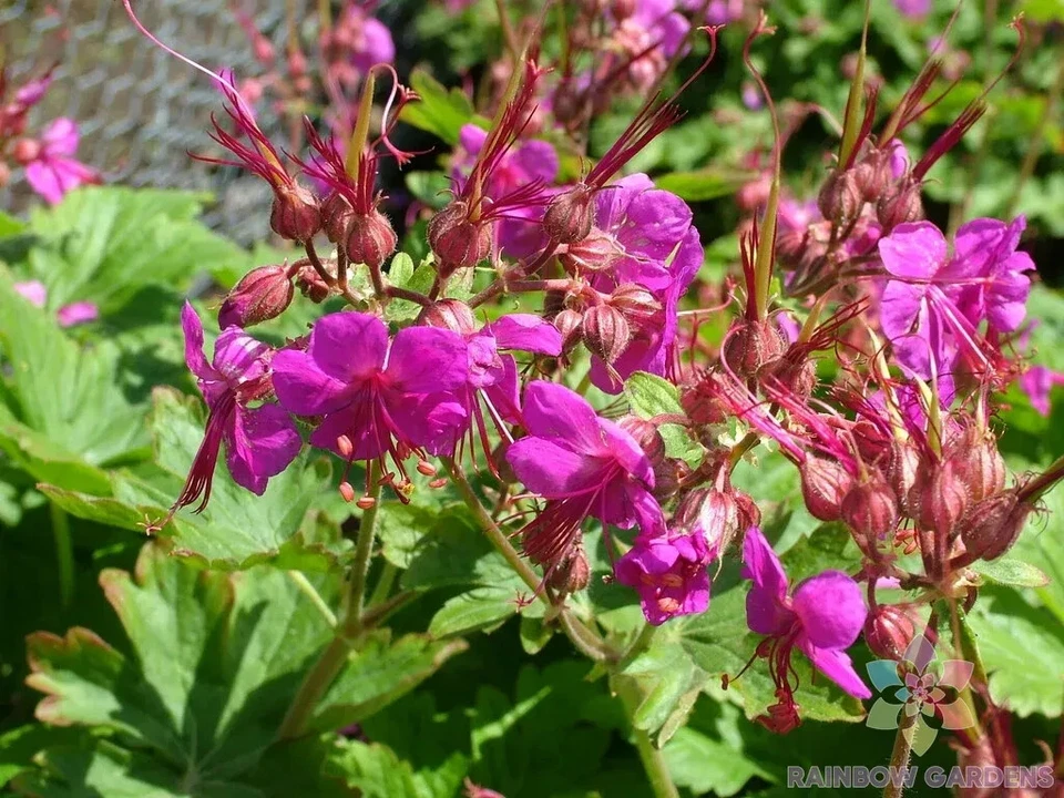 25+ семян чакора (Macrorrhizum) герани для сада - США - БЕСПЛАТНАЯ ДОСТАВКА! - Изображение 1 из 1