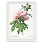Pale Pink Peony Bloom Floral Stem Flowers Framed Wall Art Picture Print A4