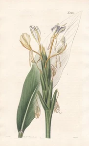 Hedychium Spicatum Nepal Himalaya engraving Kupferstich Curtis 2300 - Bild 1 von 1