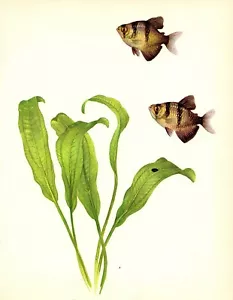 Impresión artística vintage de peces de acuario tropical Tetra negro 3724-82 - Imagen 1 de 1