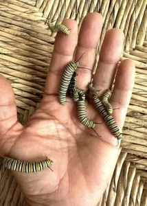 Monarch Caterpillar, Monarchs, Live Caterpillar - Picture 1 of 4