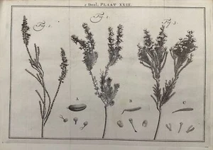 Maarten Houttuyn Deel Plaat Xxiii Botanica 1759 Succulent Plants Botany - Picture 1 of 2