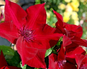 15 NUBIA CLEMATIS SEEEDS - Clematis nubia - Picture 1 of 5