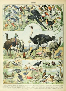 BC02 BIRDS CHART VINTAGE A4 POSTER PRINT - Picture 1 of 1